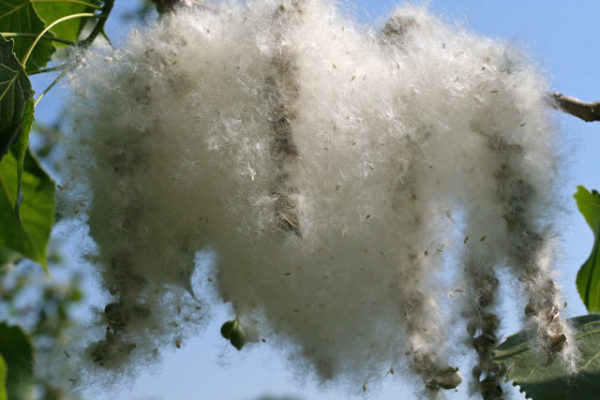 Removing Tree Cotton from Artificial Grass Surfaces